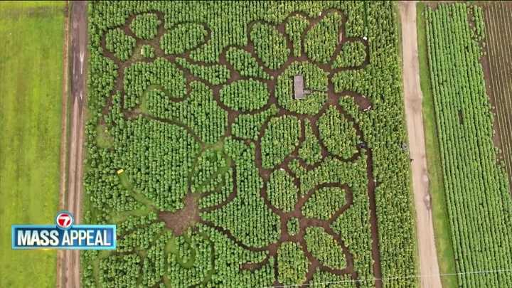 Mass Appeal: Ward’s Berry Farm Sunflower Maze