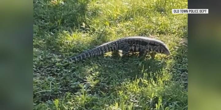 Large Tegu Lizard remains on the loose after escaping its Old Town home