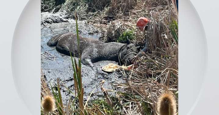 Boulder County rescue crew saves horse, owner trapped in the mud