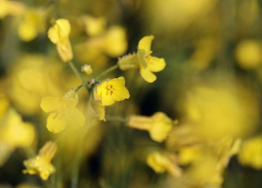 China escalates Canada trade spat with more canola levies