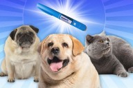 Ozempic for dogs could hit the market in three years