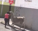 Mujer saca a pasear ¡a su llama!