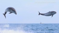 Rare moment caught on video of 100 dolphins riding boat’s wake in Orange County