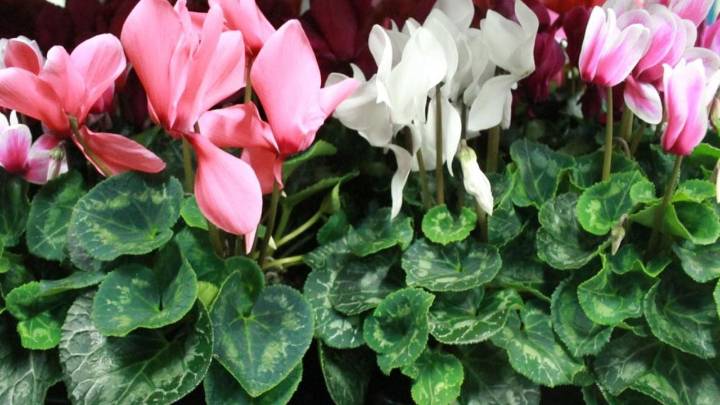 Conocé las razones más comunes por las que tus plantas mueren en pleno Invierno