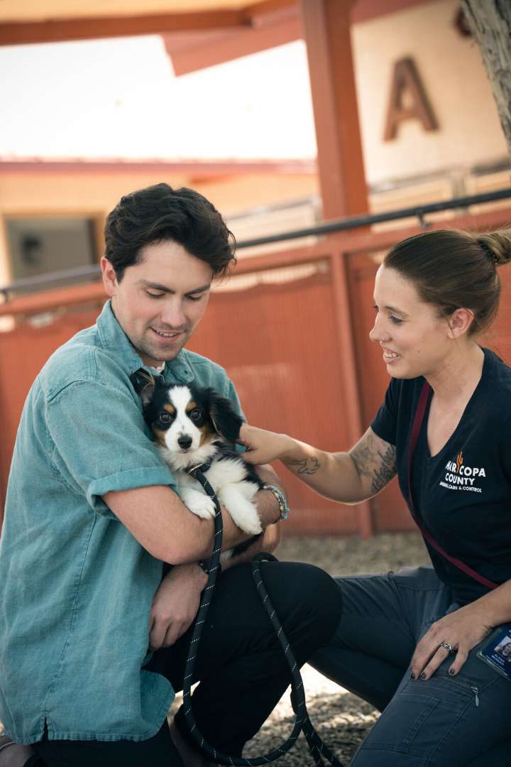 Count of surrendered pets in Valley swells
