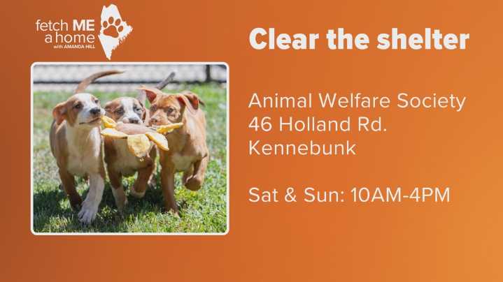 Fetch ME a Home | Pet adoption fees discounted at Animal Welfare Society