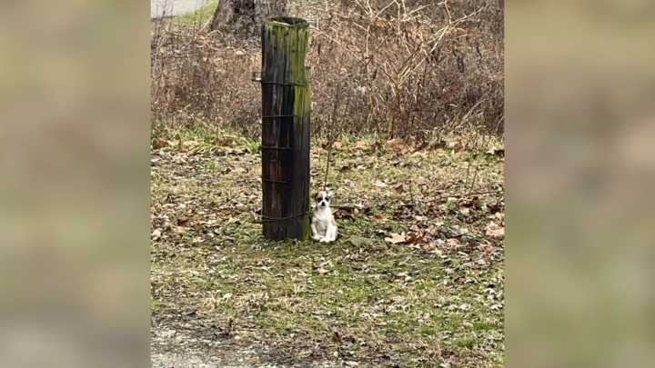 Kentucky Driver Glances Out The Window And Spots A Small Creature Tied To A Tree