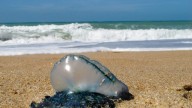 Más de medio centenar de bañistas sufren picaduras de carabelas portuguesas en playas vascas