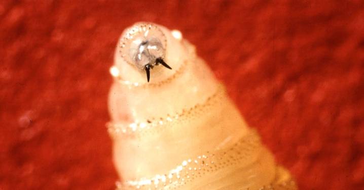 A Flesh-Eating Screwworm is in the U.S.