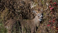 'Heartbroken': Officials euthanize group of deer at wildlife sanctuary