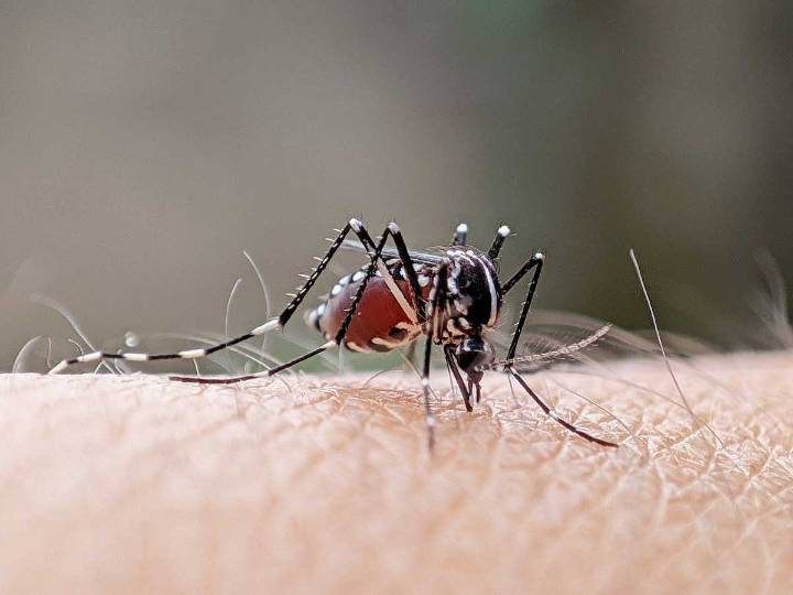 Health department to spray parts of Queens with pesticides to kill mosquitoes, reduce risk of West Nile virus