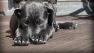 Alerta por envenenamiento de mascotas en el barrio de Belgrano