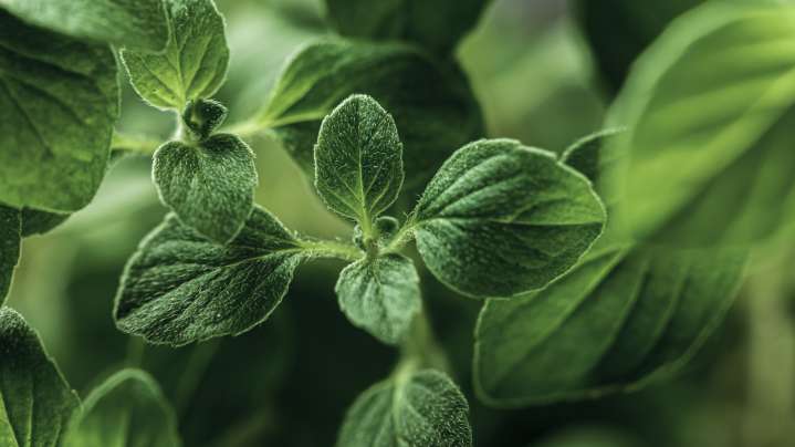 Try An Easy Herb Propagation Technique For A Never-Ending Supply Of Fresh Oregano