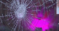 Moo Moo Cows in Federal Hill vandalized for second time in two weeks