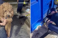 California firefighters free wily dog trapped underneath shipping container