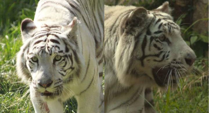Tigresa de bengala muere tras ataque de su propia cría en el zoológico de Cali: ¿qué sucedió?