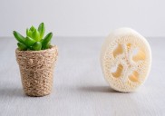 Planta luffa en tu jardín: así podés tener esponjas naturales y ecológicas