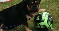 Dog owner left devastated after pet died of heatstroke after common fatal mistake by doggy daycare