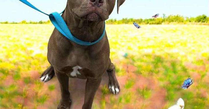 PETS OF THE WEEK: Zeus and Max