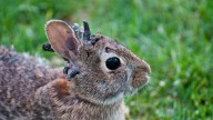 Rabbits with 'horns' sighted across Colorado