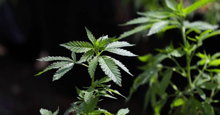 Trump looking into reclassifying marijuana as less dangerous drug