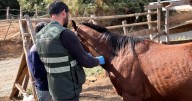 Anemia infecciosa equina sigue en Ñuble: van 13 casos positivos y 5 predios encuarentenados