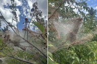 Fall Webworms Are Back And They’re Making Quite A Mess