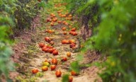 Productores, afectados por contrabando desde Bolivia y Paraguay: "Tiramos toneladas de tomate"