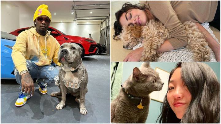 Famous celebrity pets