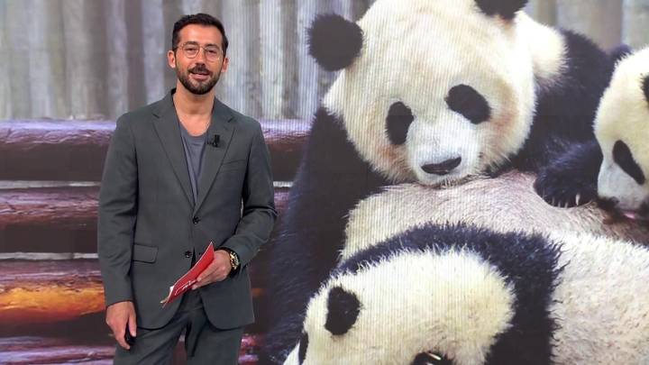 Jia Jia y De De, los primeros cachorros gemelos de panda gigante peludos de Hong Kong cumplen 1 año