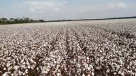 Oro blanco. Una novedosa iniciativa apunta a revolucionar un histórico cultivo y a generar más de US$700 millones