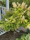 Yellow hydrangea leaves indicate iron chlorosis