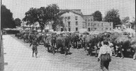 Le Roy history: The day cattle came to Main Street