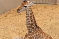 Melbourne Zoo Welcomes First Baby Giraffe in Almost 20 Years