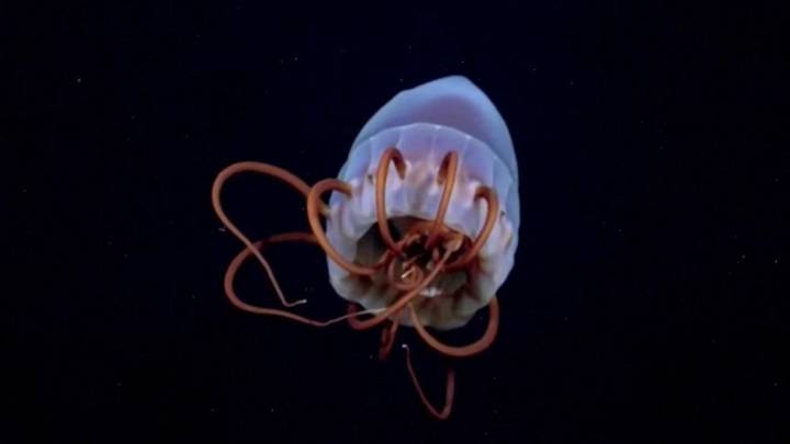 Los animales marinos más virales: en profundidad