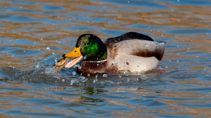 "Había entre 50 y 60 cadáveres": encuentran varias decenas de patos muertos mutilados en un pueblo de Francia
