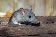 Inglewood residents unfazed by rumoured rat sighting as province monitors