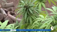Grand Traverse County to hand out $500K in weed revenue to local non
