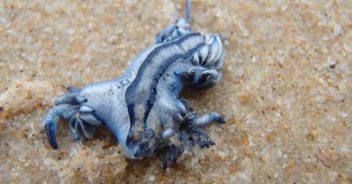 Tourists banned from Costa del Sol sea as deadly 'blue dragons' spotted