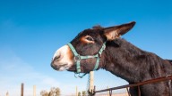 Burros bomberos, el arma secreta contra el fuego: "Donde están, no hubo incendios"