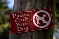 Dog waste complaints in NYC rise to 1,950 in 2025, up from 2024