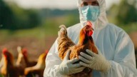 Argentina suspendió las exportaciones de productos avícolas por un brote de influenza aviar en Buenos Aires