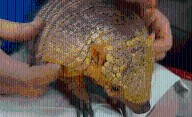 Study: The Number of Armadillos in Indiana is Growing