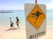 Box jellyfish advisory issued for Waikiki beaches