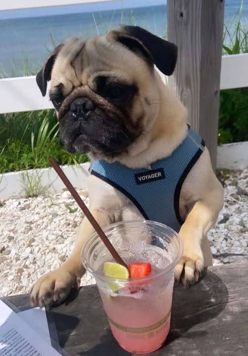 4-year-old pug dies in Branford hit