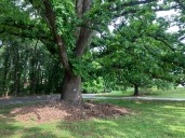Charlotte y su bosque urbano: un tesoro que debemos cuidar