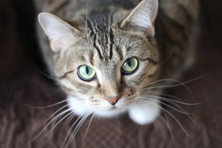 ¿Tienes un gato de mascota? Esto es lo que deben comer para ser saludables, revela un veterinario