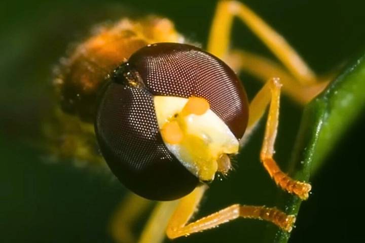 KY Will Soon Be Rid of Sweat Bees But Don't Call Them That
