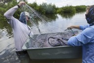 An endangered sawfish was trapped in a Tampa Bay pond. Could it be freed?
