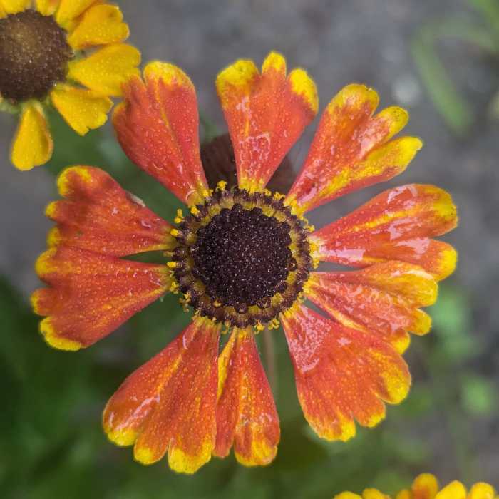 Late Summer Flowers Bloom Now